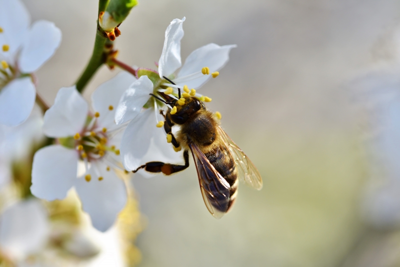 jardinerie-COLLOBRIERES-min_bee-4092986